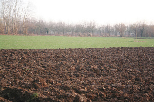 Пшеничное поле в итальянской сельской местности в зимний сезон