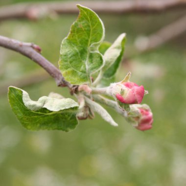 Pembe Elma baharda dalda çiçek açar. Malus domestica