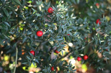 Butcher's Broom bush with ripe red berries on a sunny day. Ruscus aculeatus shrub in the forest  clipart