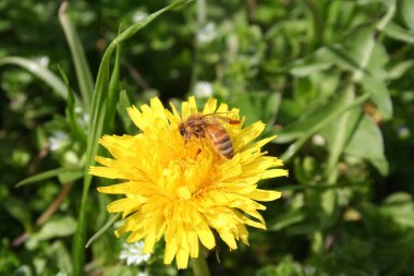 Taraxacum officinalis çiçekleri üzerinde Apis mellifera. Baharda sarı karahindiba çiçeklerinde bal arısı