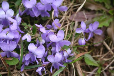 Baharın başında bahçede İngilizce ya da yaygın menekşeler. Viola bitkisi