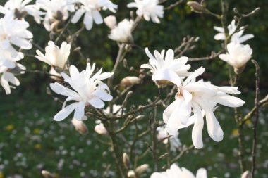 Magnolia stellata ağacı baharın ilk zamanlarında bahçede güneşli bir günde çiçek açar. Yıldızlı Magnolia 'nın güzel beyaz çiçekleri dalda
