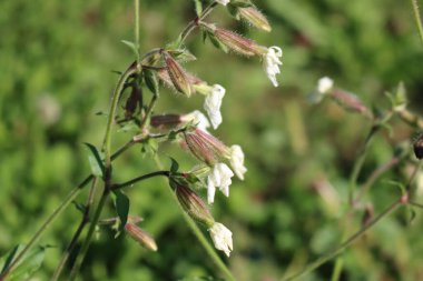 Çayırda çiçek açan beyaz bir kamp yeri. Sessiz latifolia