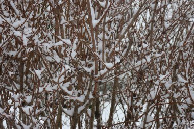 Kış mevsiminde bahçede karla kaplı çalı.