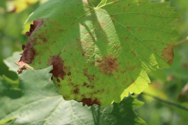 Kırmızı lekeli yeşil şarap yaprağının yakın çekimi. Hastalıklı veya hastalıklı sarmaşık bitkisi
