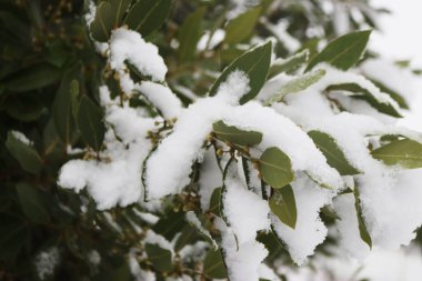 Bahçede kışın karla kaplanmış çiçek açan Laurel dalı. Laurus nobilis çalılığı 