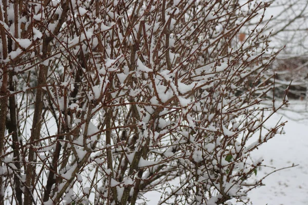 Forsythia bush covered with snow in the garden on winter season