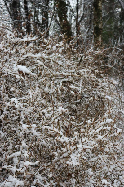Forsythia bush covered with snow in the garden on winter season