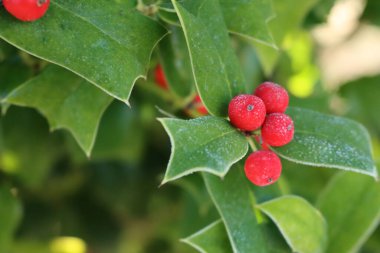 Bahçede kırmızı böğürtlenli, çobanpüskülü çalılara yakın çekim 