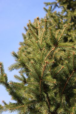 Güneşli bir günde Çam ağacının mavi gökyüzüne yakın çekimi