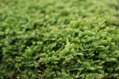 Yeşil yosunlara yakın çekim. Seçici odaklı yosun arkaplanı 