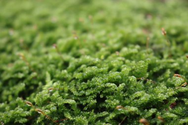 Yeşil yosunlara yakın çekim. Seçici odaklı yosun arkaplanı 