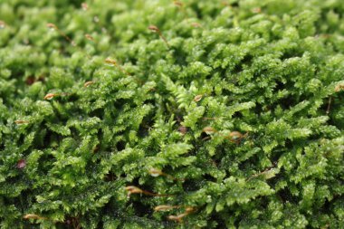 Yeşil yosunlara yakın çekim. Seçici odaklı yosun arkaplanı 