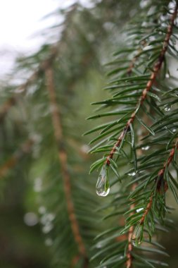 Çam ağacı dalları ve yağmur damlaları. Seçici odak üzerinde doğa arkaplanı
