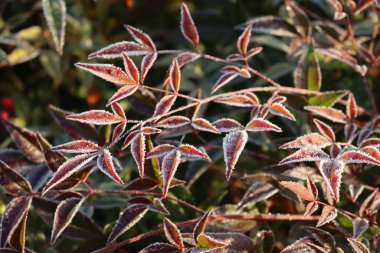 Nandina Houstica 'daki ayazın yakın çekimi ya da şafak vakti bahçedeki dalda kırmızı böğürtlenli ilahi bambu.