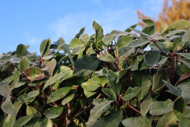 Kışın şafak vakti mavi gökyüzüne karşı kırmızı Robin Photinia çitinin üzerinde don yakın plan.