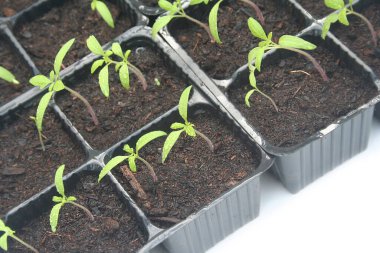 Siyah plastik kutuda büyüyen küçük domates bitkileri. Üst toprak beyaz arka planda izole edilmiş. Solanum lycopersicum