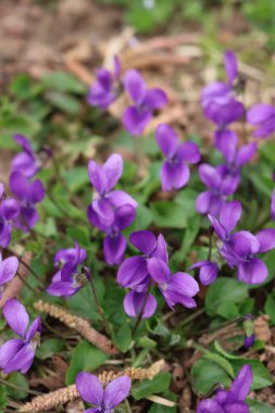 Bahçedeki mor menekşeler ya da İngiliz menekşeleri. İlkbaharda Viola kokulu bitkiler