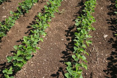 Genç yeşil soya bitkileri yaz mevsiminde tarlada yetişiyor. Soya fasulyesi tarlası 