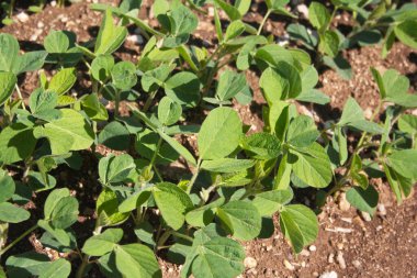 Genç yeşil soya bitkileri yaz mevsiminde tarlada yetişiyor. Soya fasulyesi tarlası 