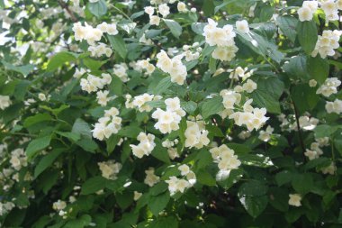 Beyaz çiçekli sahte portakal ağacı. Bahar mevsiminde çiçek açan