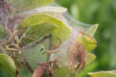 İlkbaharda Cydalima tırtılının saldırısına uğrayan ağaç. Ağaç güvesi yeşil yapraklı tırtıl.