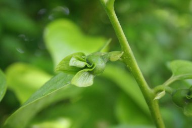 Bahar mevsiminde dallarda yetişen küçük yeşil Kaki ya da Persimmon çiçekleri. Diospyros kaki ağacı çiçek açtı
