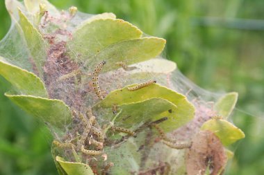 İlkbaharda Cydalima tırtılının saldırısına uğrayan ağaç. Ağaç güvesi yeşil yapraklı tırtıl.