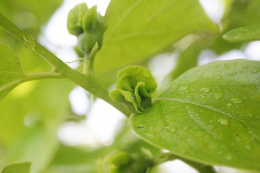 İlkbaharda dallarda yetişen küçük yeşil Kaki veya Persimmon çiçekleri. Diospyros kaki ağacı çiçek açtı