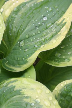 Hosta 'nın yakın plan yeşil ve sarı yaprakları yağmur damlalarıyla kaplı.