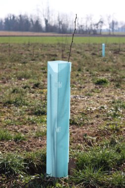 İtalya 'nın kırsalında mavi plastik borularla desteklenen bir plantatine yeni dikilmiş Hazel ağaçları. Corylus avellana ağaçları