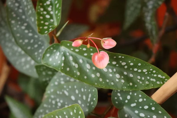Angel wing Begonia with pink flowers begonia in bloom with spotted green leaves