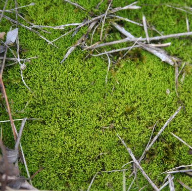 Yeşil yosun manzarası. Seçici odaklı yosun arkaplanı 