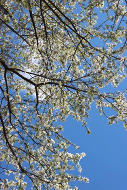 Prunus spinosa ilkbaharda çiçek açar. Güzel beyaz çiçekleri olan dikenli bir ağaç.