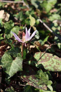 Eritranyum mağara kanileri. Çiçek açmış. Köpek dişi menekşesi ormanı eker.