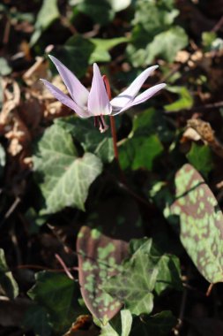 Eritranyum mağara kanileri. Çiçek açmış. Köpek dişi menekşesi ormanı eker.