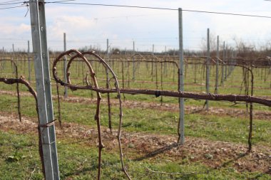 Üzüm bağında yetişen budanmış asma bitkileri Kuzey İtalya 'da ilkbahara hazır.