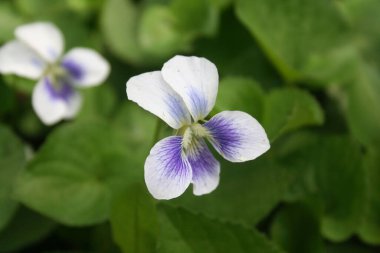 Çiçek açmış beyaz ve mor menekşelerin yakın çekimi. Bahçedeki Viola bitkileri