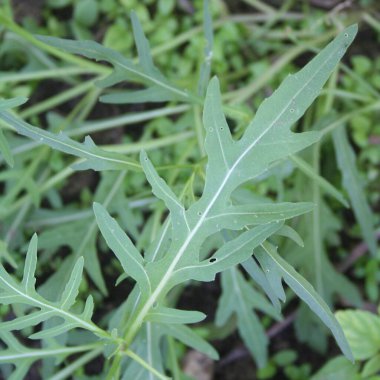 Taze roket, roket ya da sebze bahçesinde yetişen roket. Eruca vesicaria