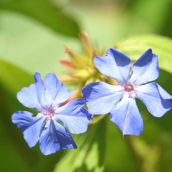  Ceratostigma 'ya yakın çekim güneşli bir günde bahçede mavi çiçekler olacak
