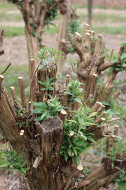 Buddleja 'nın budanmış dalları ya da Kelebek çalıları İlkbaharda taze yeşil yapraklarla