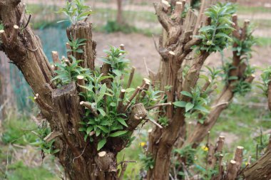 Buddleja 'nın budanmış dalları ya da Kelebek çalıları İlkbaharda taze yeşil yapraklarla