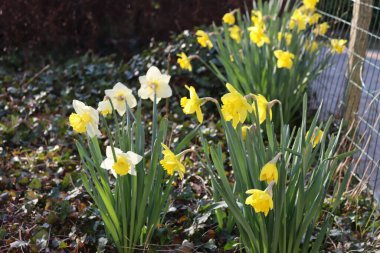 Baharda bahçede çiçek açan beyaz ve sarı nergis çiçekleri. Narcissus.