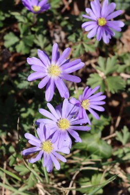 Baharda, güneşli bir günde bahçede açan leylak papatyalar.