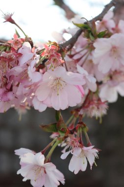 Yakın plan, dallardaki kiraz ağacının pembe çiçekleri. Bahar zamanı geçmişi. Prunus avium