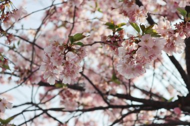 Yakın plan, dallardaki kiraz ağacının pembe çiçekleri. Bahar zamanı geçmişi. Prunus avium