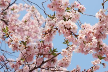 Mavi gökyüzüne karşı dallar üzerinde kiraz ağacının pembe çiçekleri. Bahar zamanı geçmişi. Prunus avium