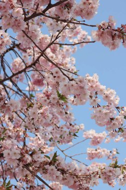 Mavi gökyüzüne karşı dallar üzerinde kiraz ağacının pembe çiçekleri. Bahar zamanı geçmişi. Prunus avium