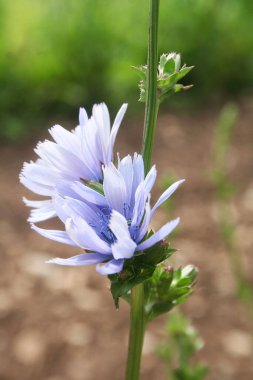 Bir sürü mavi çiçekli hindiba çiçeği. Güneşli bir günde Cichorium Intybus
