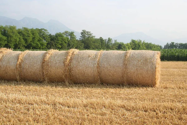 Fardos Feno Dourado Campo Trigo Cortado Verão Campo Agrícola Norte — Fotografia de Stock